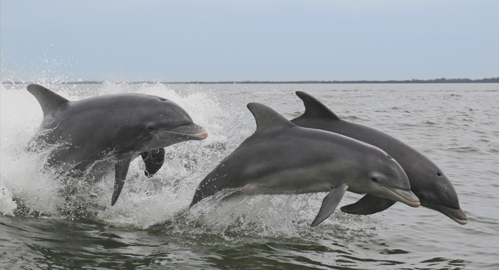 Ocean Sightseeing Dolphin Watch Cruise Myrtle Beach Ocean Sightseeing And Dolphin Watch Cruise Myrtle Beach