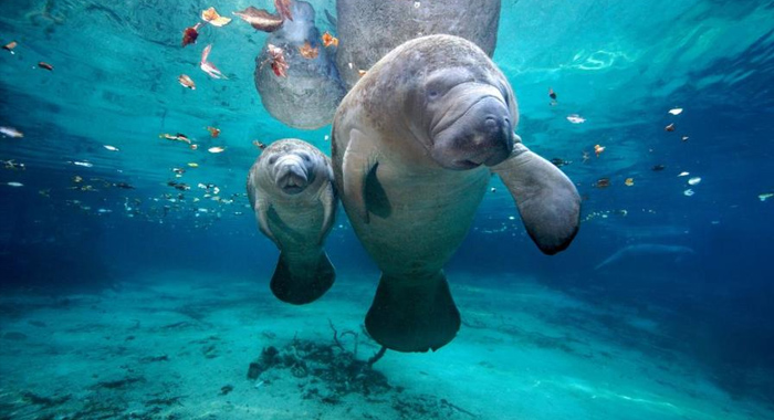 Myrtle Beach Scuba Diving Charters Express Watersports Dive Travel